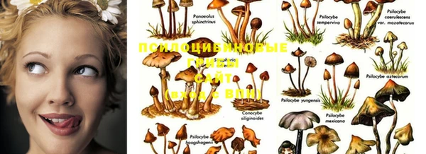 mdma Апатиты